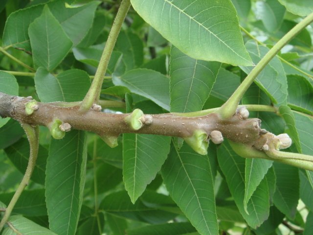 Juglans nigra rameau